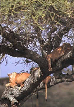 Tree Lions in Serengeti 